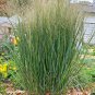 1000+ Seeds SWITCHGRASS Seeds Native Tall Grass Prairie Ornamental Perennial Fast Easy (Seeds)