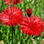 501+ Seeds RED CORNFLOWER Seeds Bachelor Button Cut Dried Flowers Garden Container Easy (Seeds)