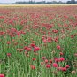 501+ Seeds RED CORNFLOWER Seeds Bachelor Button Cut Dried Flowers Garden Container Easy (Seeds)