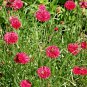 501+ Seeds RED CORNFLOWER Seeds Bachelor Button Cut Dried Flowers Garden Container Easy (Seeds)
