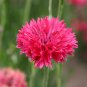 501+ Seeds RED CORNFLOWER Seeds Bachelor Button Cut Dried Flowers Garden Container Easy (Seeds)