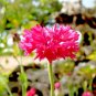 501+ Seeds RED CORNFLOWER Seeds Bachelor Button Cut Dried Flowers Garden Container Easy (Seeds)