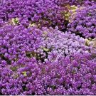 1000+ Seeds DWARF PURPLE SWEET ALYSSUM Flower Seeds Heat Groundcover Baskets (Seeds)