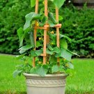 35+ Seeds SPACEMASTER BUSH CUCUMBER Seeds Patio Container Hanging Basket Spring Garden (Seeds) 35+ Seeds SPACEMASTER BUSH CUCUMBER Seeds Patio Container Hanging Basket Spring Garden (Seeds)