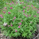 400+ Seeds MONKEY FLOWER Seeds Native Perennial Wildflower Shade Garden Patio Container (Seeds)