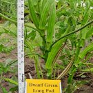 40+ Seeds PERKINS DWARF OKRA Seeds Compact 4' Plant Full Size 8" Pods Garden Container (Seeds) 40+ Seeds PERKINS DWARF OKRA Seeds Compact 4' Plant Full Size 8" Pods Garden Container (Seeds)