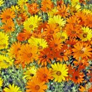 201+ Seeds AFRICAN DAISY Seeds Flowering Annual Garden Container (Seeds) 201+ Seeds AFRICAN DAISY Seeds Flowering Annual Garden Container (Seeds)