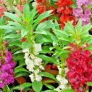 200+ Seeds BALSAM CAMELLIA MIX Flower Seeds Impatiens Shade Garden Patio Container Easy (Seeds) 200+ Seeds BALSAM CAMELLIA MIX Flower Seeds Impatiens Shade Garden Patio Container Easy (Seeds)