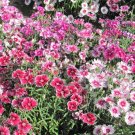 500+ Seeds SWEET WILLIAM MIX Seeds Wildflower Perennial Groundcover Sun Shade Garden (Seeds)