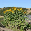 50+ Seeds MAMMOTH Russian SUNFLOWER Seeds Organic Giant Huge Annual Wildflower Easy (Seeds) 50+ Seeds MAMMOTH Russian SUNFLOWER Seeds Organic Giant Huge Annual Wildflower Easy (Seeds)