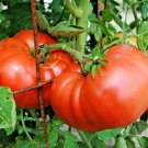 151+ Seeds BEEFSTEAK TOMATO Seeds Organic Native Vegetable Summer Garden Container Easy (Seeds) 151+ Seeds BEEFSTEAK TOMATO Seeds Organic Native Vegetable Summer Garden Container Easy (Seeds)