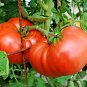 151+ Seeds BEEFSTEAK TOMATO Seeds Organic Native Vegetable Summer Garden Container Easy (Seeds)