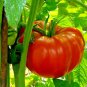 151+ Seeds BEEFSTEAK TOMATO Seeds Organic Native Vegetable Summer Garden Container Easy (Seeds)