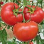 151+ Seeds BEEFSTEAK TOMATO Seeds Organic Native Vegetable Summer Garden Container Easy (Seeds)