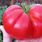 151+ Seeds BEEFSTEAK TOMATO Seeds Organic Native Vegetable Summer Garden Container Easy (Seeds)