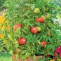 151+ Seeds BEEFSTEAK TOMATO Seeds Organic Native Vegetable Summer Garden Container Easy (Seeds)