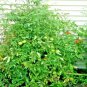 151+ Seeds BEEFSTEAK TOMATO Seeds Organic Native Vegetable Summer Garden Container Easy (Seeds)