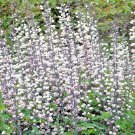 50+ Seeds WHITE WILD False INDIGO Seeds Native Wildflower Perennial Nitrogen-Fixing (Seeds)