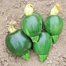 30+ Seeds Round ZUCCHINI SUMMER SQUASH Seeds Organic Vegetable Garden Container Easy (Seeds)