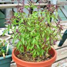 300+ Seeds THAI BASIL Seeds Asian Organic Herb Summer Vegetable Garden Patio Container (Seeds) 300+ Seeds THAI BASIL Seeds Asian Organic Herb Summer Vegetable Garden Patio Container (Seeds)