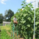 35+ Seeds SKYSCRAPER SUNFLOWER Seeds 15ft+Tall Giant Mammoth Native Wildflower Easy Fun (Seeds)