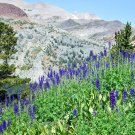 200+ Seeds WESTERN FOOTHILL LARKSPUR Seeds Native Wildflower Garden Cut Dried Flowers (Seeds) 200+ Seeds WESTERN FOOTHILL LARKSPUR Seeds Native Wildflower Garden Cut Dried Flowers (Seeds)