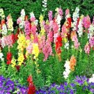 2000+ Seeds SNAPDRAGON TETRA MIX Flower Seeds Spring Fall Garden Patio Container Easy (Seeds) 2000+ Seeds SNAPDRAGON TETRA MIX Flower Seeds Spring Fall Garden Patio Container Easy (Seeds)