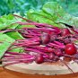 101+ Seeds EARLY WONDER Beet Seeds Native Heirloom Vegetable Garden Patio Container (Seeds)