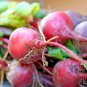 101+ Seeds EARLY WONDER Beet Seeds Native Heirloom Vegetable Garden Patio Container (Seeds)