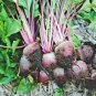 101+ Seeds EARLY WONDER Beet Seeds Native Heirloom Vegetable Garden Patio Container (Seeds)