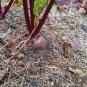 101+ Seeds EARLY WONDER Beet Seeds Native Heirloom Vegetable Garden Patio Container (Seeds)