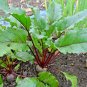 101+ Seeds EARLY WONDER Beet Seeds Native Heirloom Vegetable Garden Patio Container (Seeds)