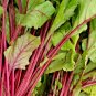 101+ Seeds EARLY WONDER Beet Seeds Native Heirloom Vegetable Garden Patio Container (Seeds)