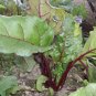101+ Seeds EARLY WONDER Beet Seeds Native Heirloom Vegetable Garden Patio Container (Seeds)