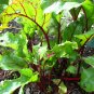 101+ Seeds EARLY WONDER Beet Seeds Native Heirloom Vegetable Garden Patio Container (Seeds)