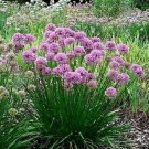 100+ Seeds PRAIRIE ONION Seeds Native Wildflower Herb Drought Rock Gardens Flowering (Seeds)