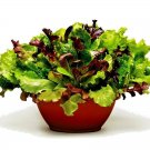 600+ Seeds GOURMET SALAD MIX Seeds Leaf Lettuce Blend Organic Garden Containers Easy (Seeds)