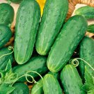 30+ Seeds Homemade Pickles CUCUMBER Seeds Organic Summer Vegetable Garden Container (Seeds)