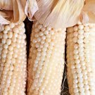100+ Seeds White Japanese HULLESS POPCORN Seeds Organic Summer Fall Vegetable Garden (Seeds)
