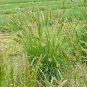 500+ Seeds PRAIRIE JUNE GRASS Seeds Native Ornamental Heat Cold Container Easy (Seeds)