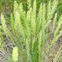 500+ Seeds PRAIRIE JUNE GRASS Seeds Native Ornamental Heat Cold Container Easy (Seeds)