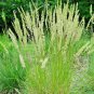 500+ Seeds PRAIRIE JUNE GRASS Seeds Native Ornamental Heat Cold Container Easy (Seeds)