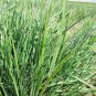 500+ Seeds PRAIRIE JUNE GRASS Seeds Native Ornamental Heat Cold Container Easy (Seeds)