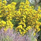 100+ Seeds MAXIMILIAN Prairie SUNFLOWER Seeds Native Wildflower Heat Cold Fence (Seeds) 100+ Seeds MAXIMILIAN Prairie SUNFLOWER Seeds Native Wildflower Heat Cold Fence (Seeds)