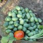 20+ Seeds MOUSE MELON Vegetable Seeds Mexican Sour Gherkin Cucumber Organic Container (Seeds)