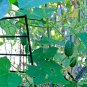20+ Seeds MOUSE MELON Vegetable Seeds Mexican Sour Gherkin Cucumber Organic Container (Seeds)