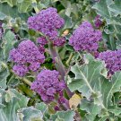 301+ Seeds Purple SPROUTING BROCCOLI Seeds Organic Heirloom Cool Season Open Pollinated (Seeds) 301+ Seeds Purple SPROUTING BROCCOLI Seeds Organic Heirloom Cool Season Open Pollinated (Seeds)