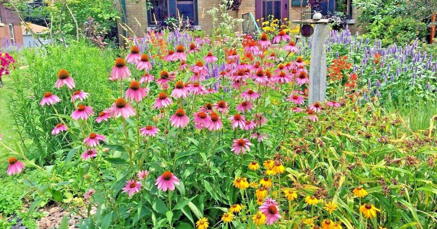 2000+ Seeds NATIVE PERENNIAL WILDFLOWER Mix Seeds 17 Varieties