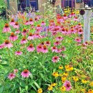 2000+ Seeds NATIVE PERENNIAL WILDFLOWER Mix Seeds 17 Varieties Pollinators Cut Flowers (Seeds) 2000+ Seeds NATIVE PERENNIAL WILDFLOWER Mix Seeds 17 Varieties Pollinators Cut Flowers (Seeds)
