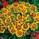 300+ Seeds Naughty Marietta DWARF FRENCH MARIGOLD Flower Seeds Garden Patio Container (Seeds) 300+ Seeds Naughty Marietta DWARF FRENCH MARIGOLD Flower Seeds Garden Patio Container (Seeds)
